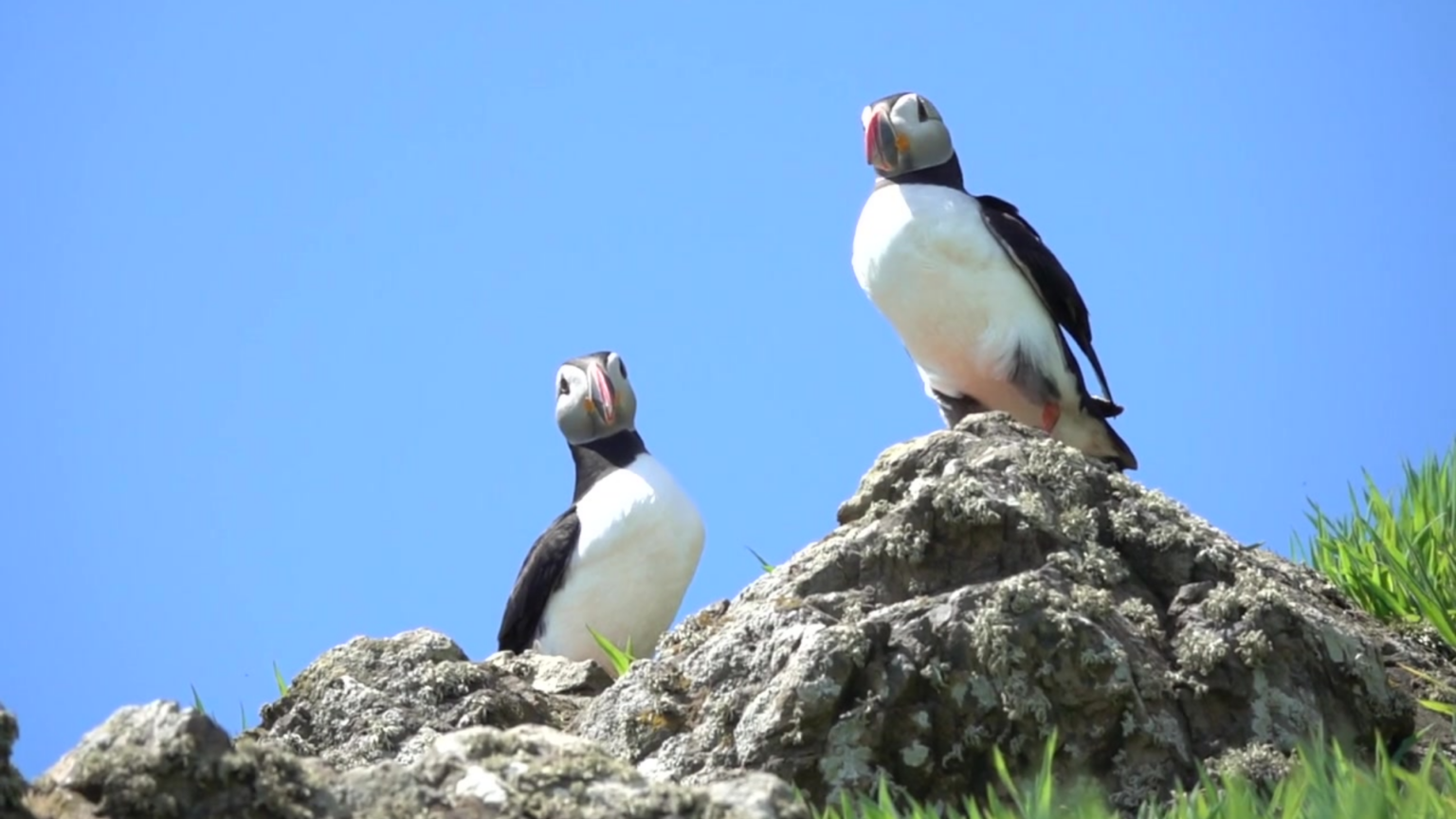 The Incredible World of Puffins: Fun Facts & Amazing Adaptations