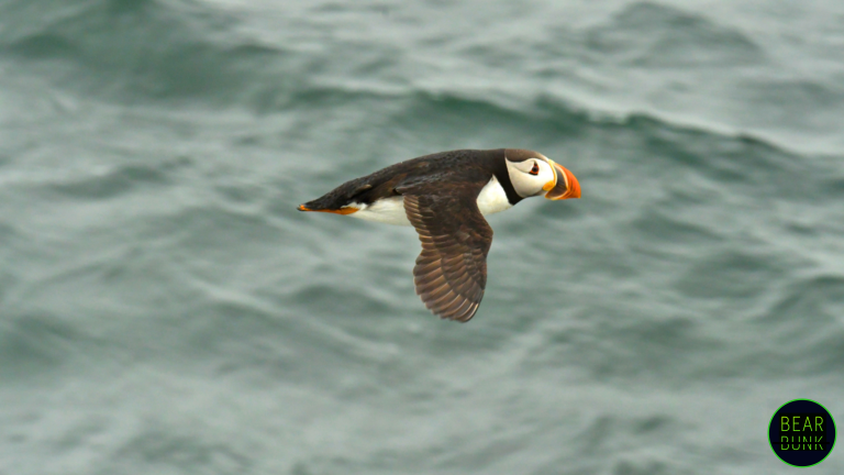 The Incredible World of Puffins: Fun Facts & Amazing Adaptations