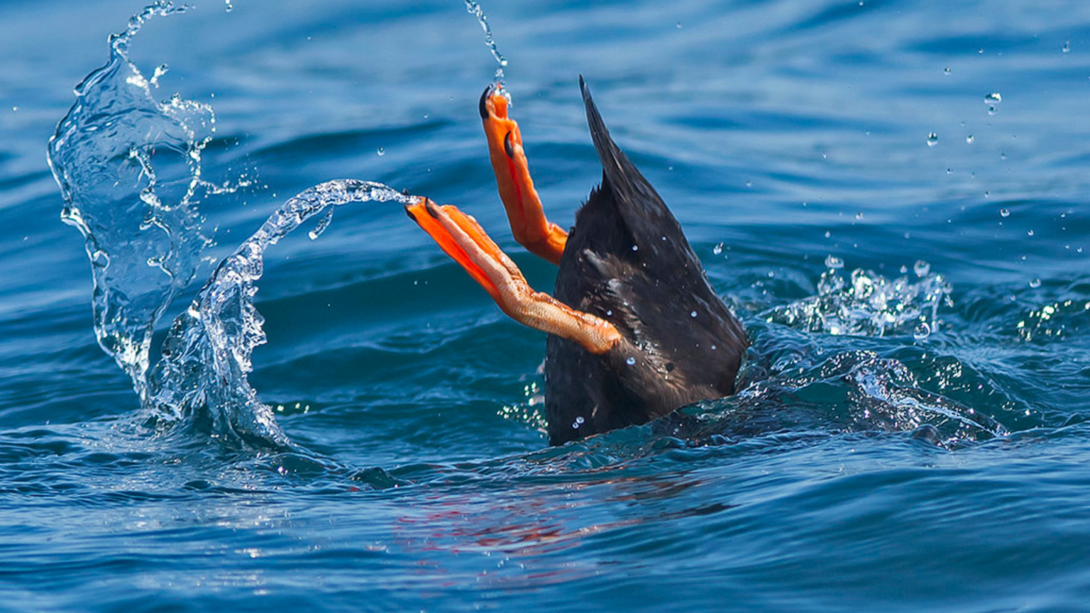 The Incredible World of Puffins: Fun Facts & Amazing Adaptations