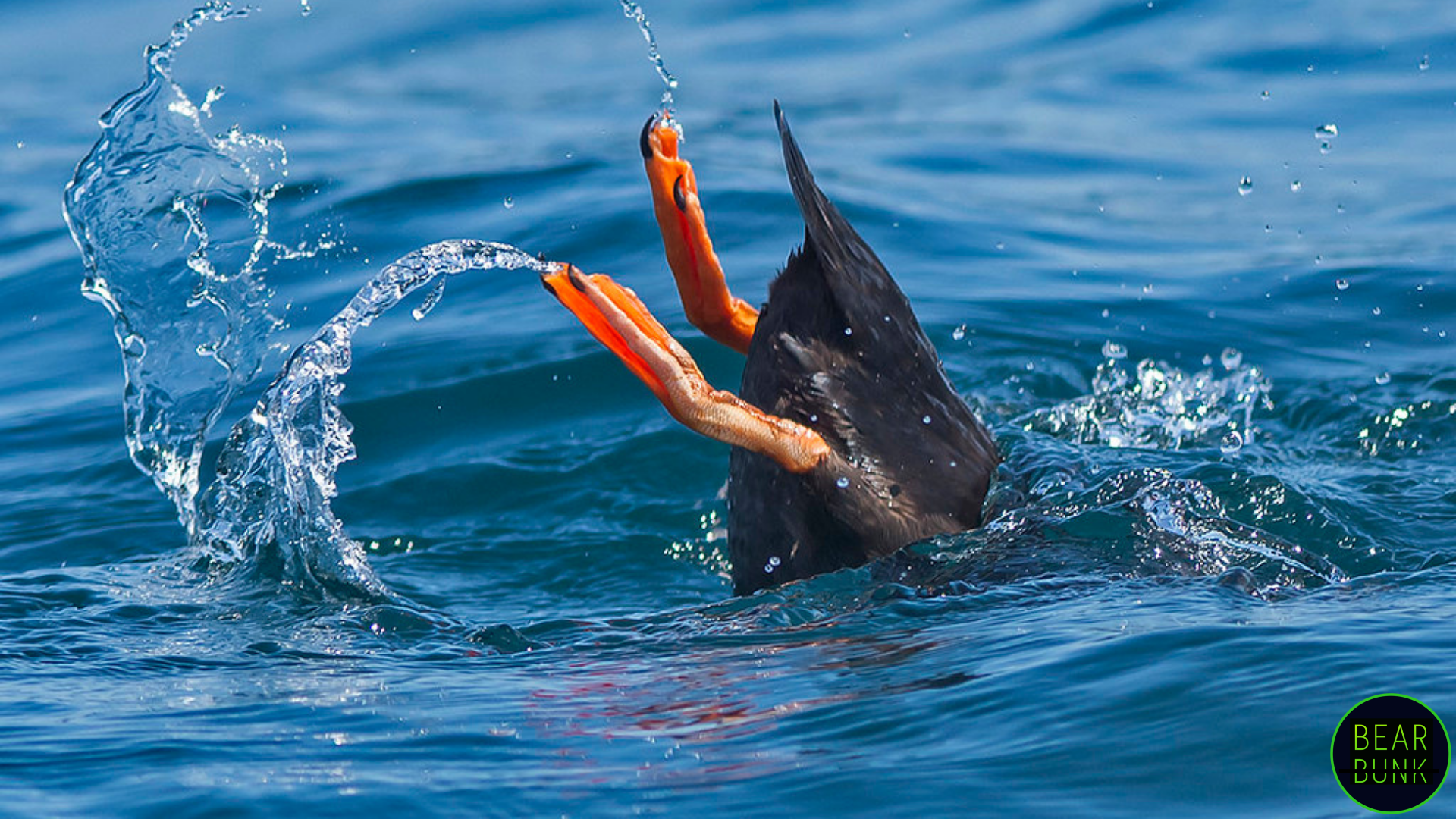 The Incredible World of Puffins: Fun Facts & Amazing Adaptations