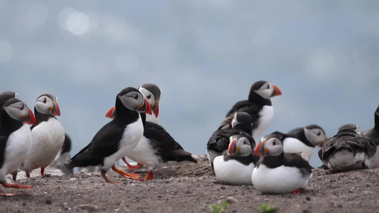The Incredible World of Puffins: Fun Facts & Amazing Adaptations