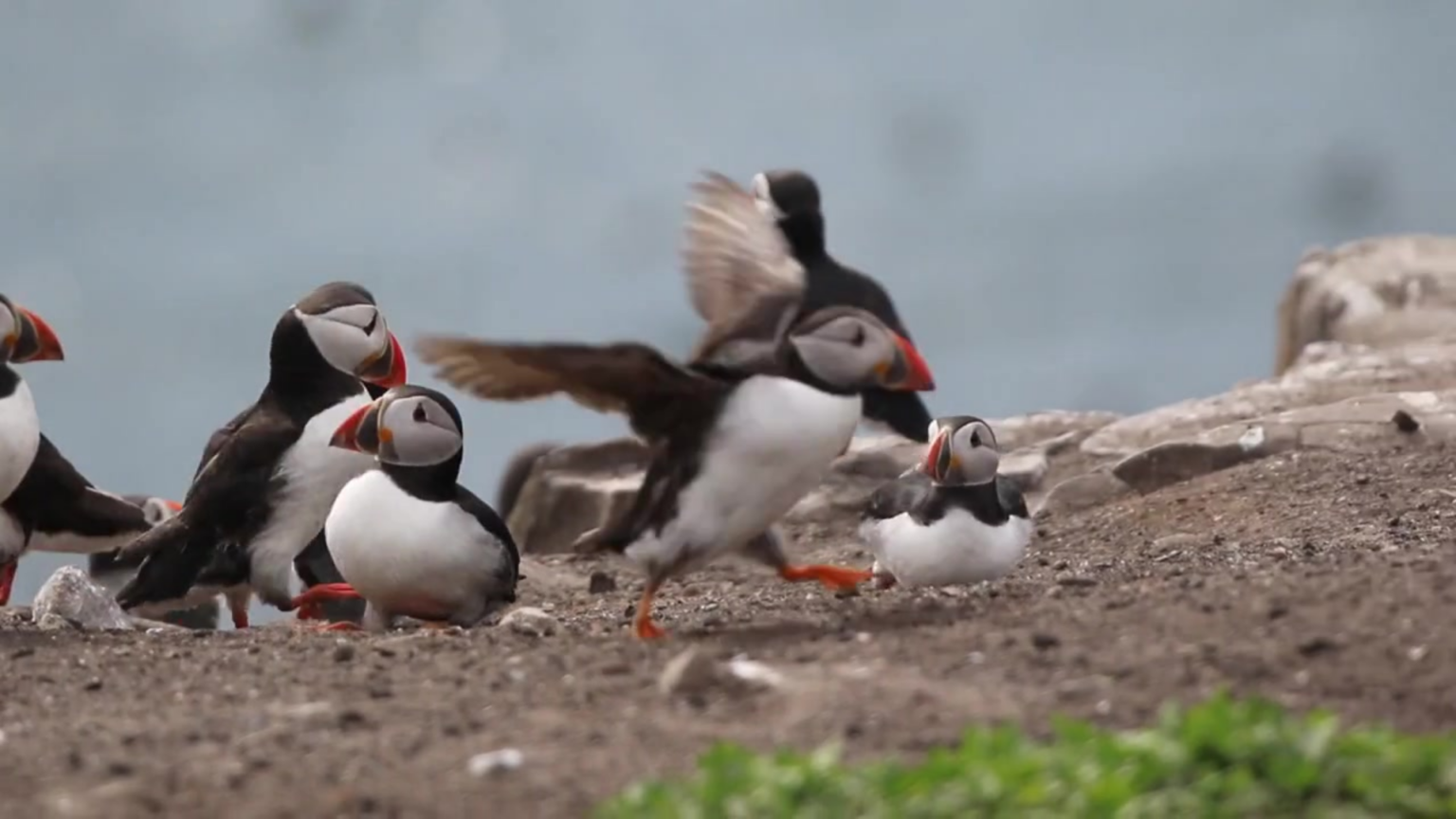 The Incredible World of Puffins: Fun Facts & Amazing Adaptations