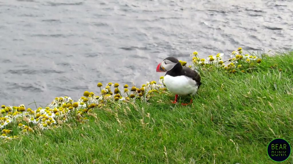 The Incredible World of Puffins: Fun Facts & Amazing Adaptations