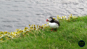 The Incredible World of Puffins: Fun Facts & Amazing Adaptations