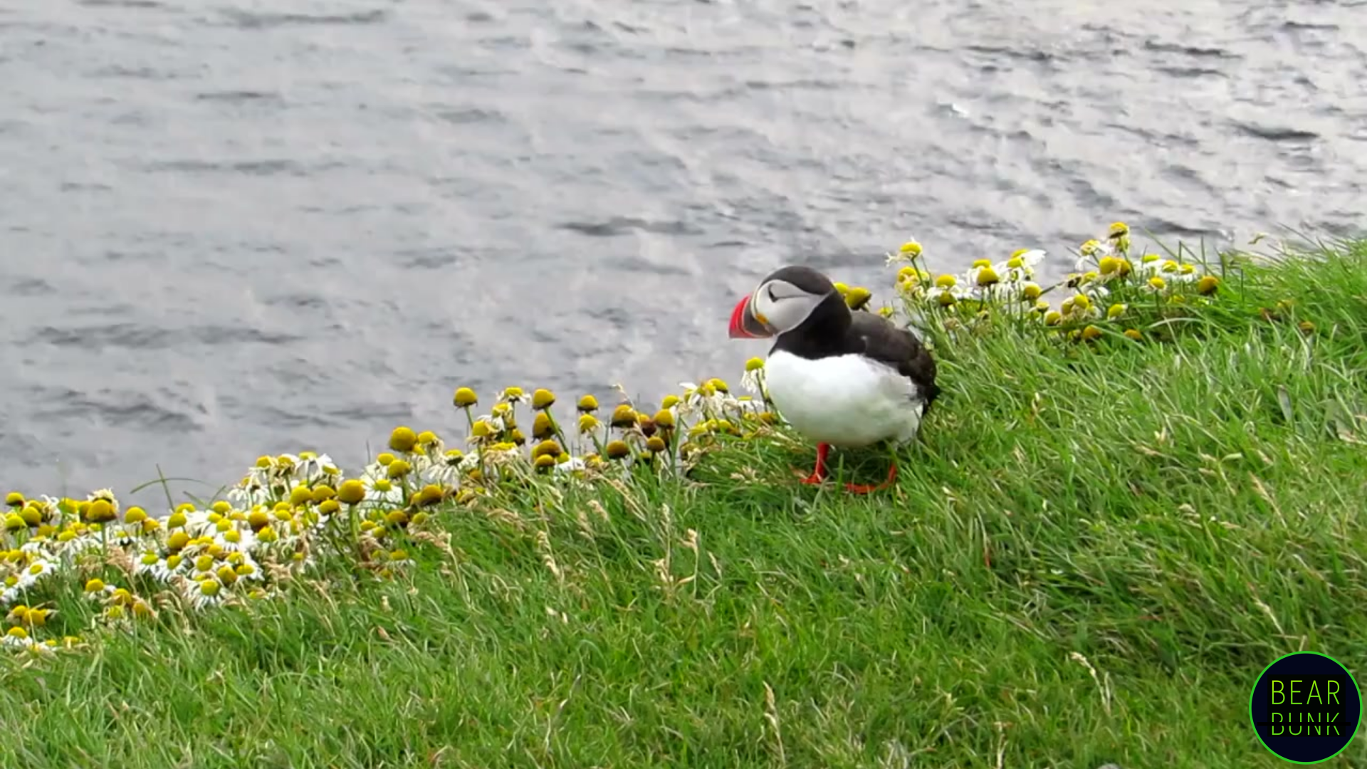 The Incredible World of Puffins: Fun Facts & Amazing Adaptations