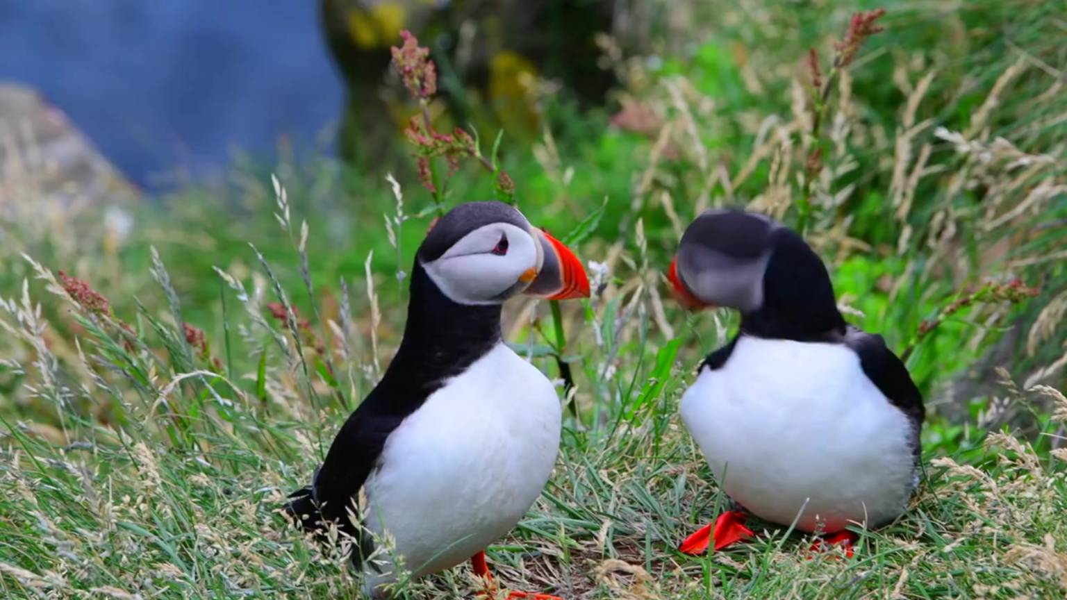 The Incredible World of Puffins: Fun Facts & Amazing Adaptations