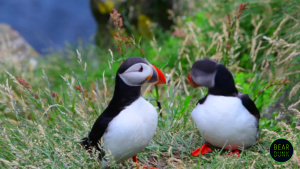 The Incredible World of Puffins: Fun Facts & Amazing Adaptations