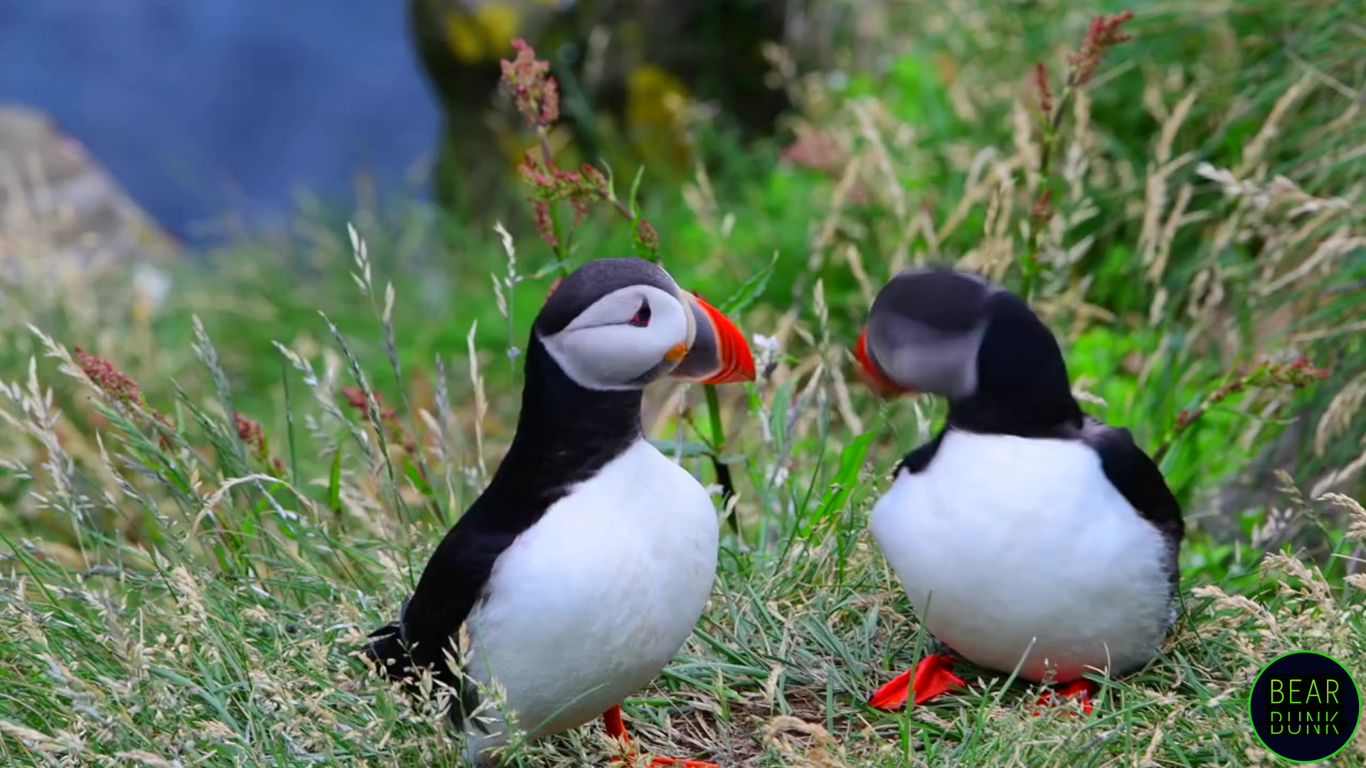 The Incredible World of Puffins: Fun Facts & Amazing Adaptations