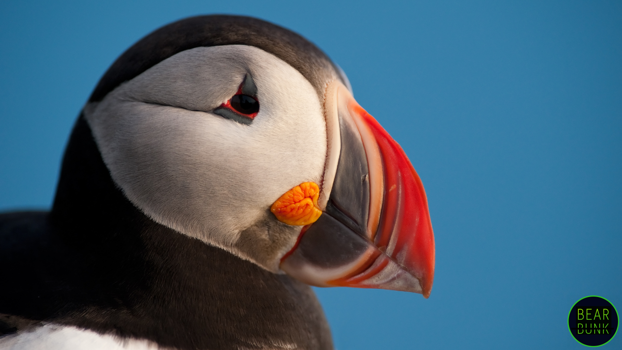The Incredible World of Puffins: Fun Facts & Amazing Adaptations