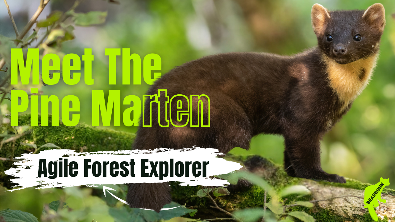 Pine Martens: Discover the Elusive and Agile Forest Acrobat!