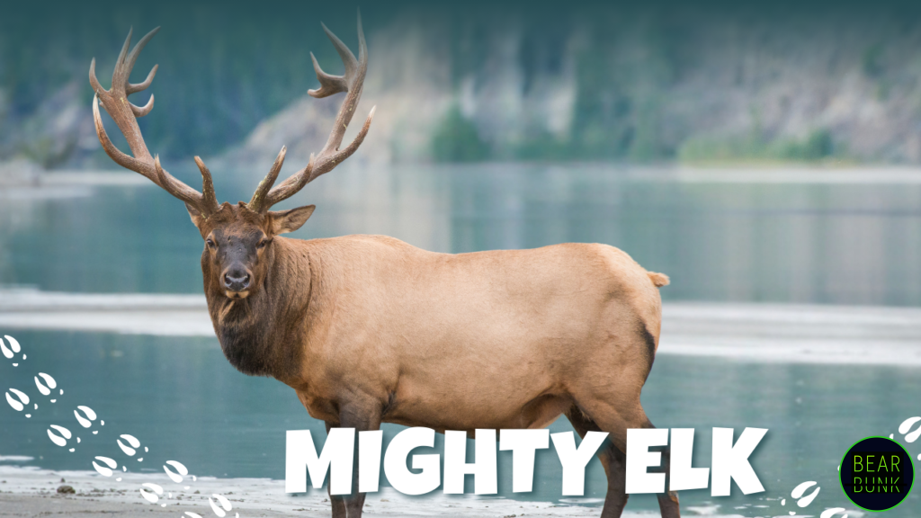 The Mighty Elk Incredible Facts You Must See! - BearBunk