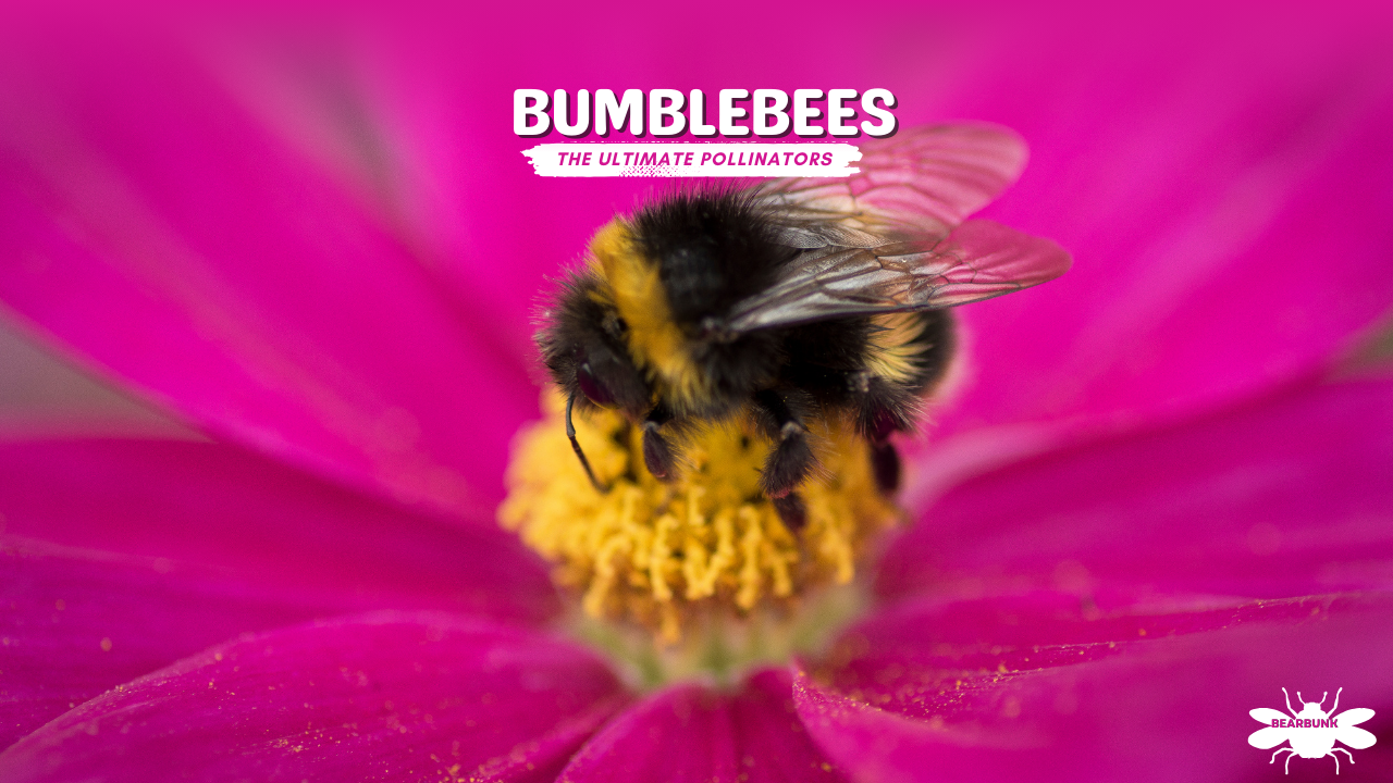 Amazing Bumblebees: The ULTIMATE Pollinators With Incredible Abilities