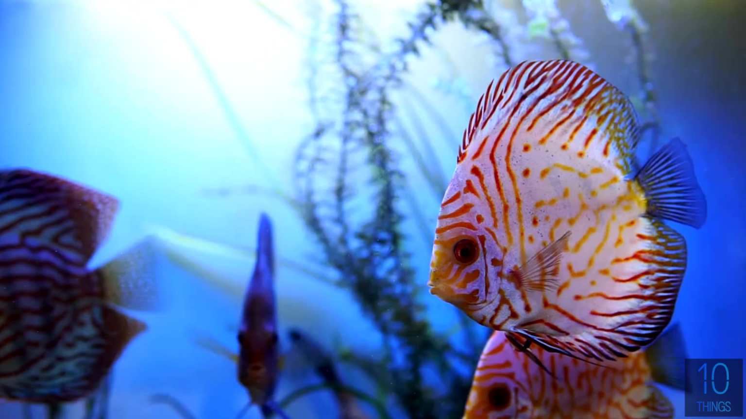 14 Colorful and Amazing Tropical Fish