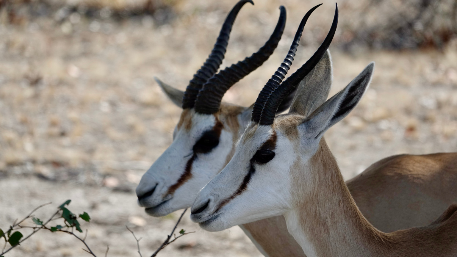 Amazing Springbok Facts: Speed, Survival, and the Secret of Pronking