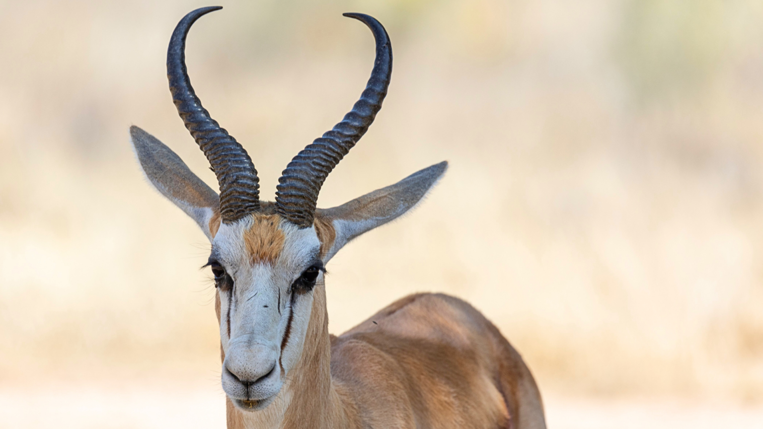 Fastest Springbok Amazing Springbok Facts: Speed, Survival, and the Secret of Pronking