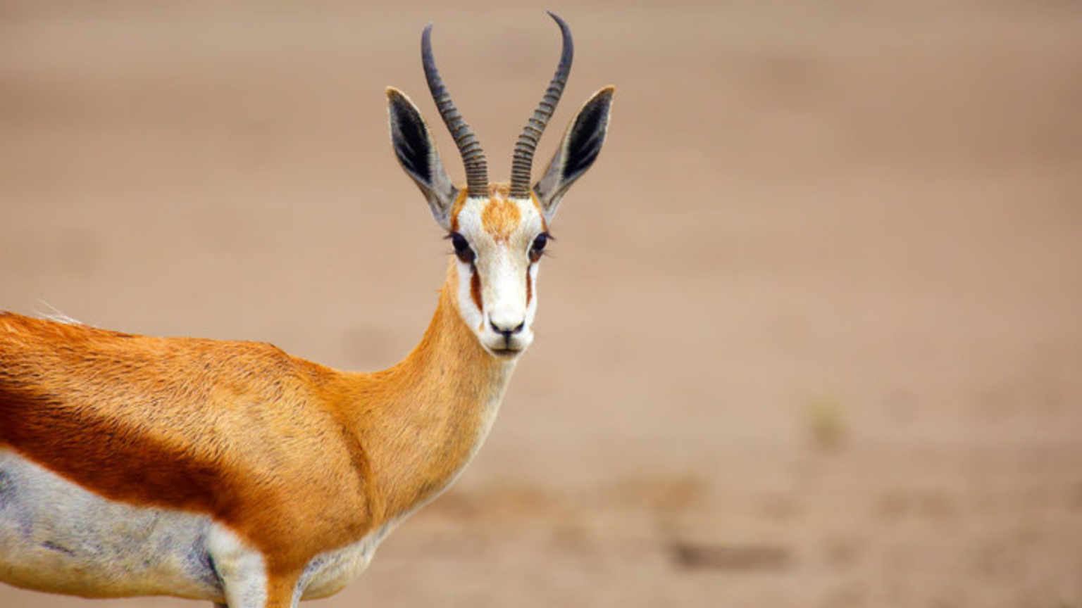 Pink Springbok Picture Amazing Springbok Facts: Speed, Survival, and the Secret of Pronking