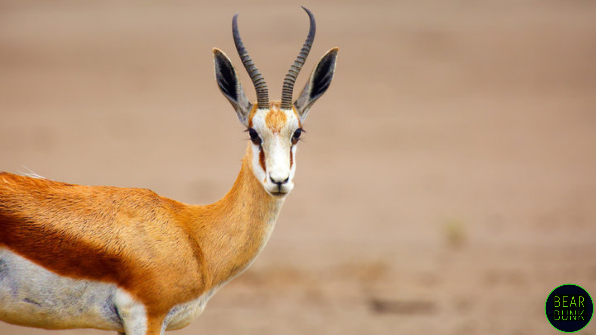 Amazing Springbok Facts: Speed, Survival, and the Secret of Pronking