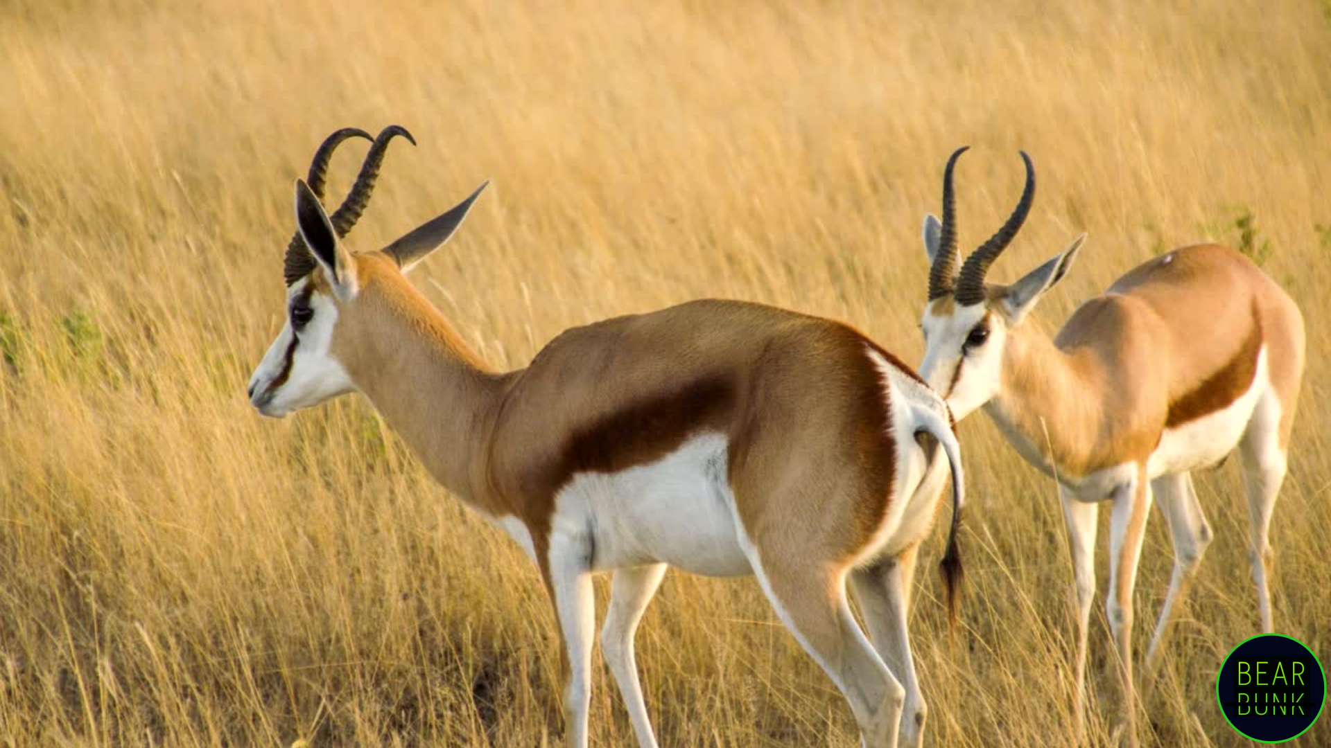 Springbok Labeled Amazing Springbok Facts: Speed, Survival, and the Secret of Pronking