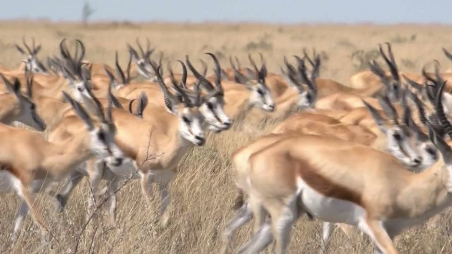 Amazing Springbok Facts: Speed, Survival, and the Secret of Pronking