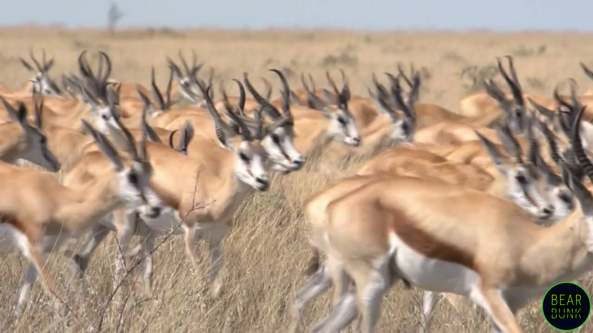 Springbok Hoe Amazing Springbok Facts: Speed, Survival, and the Secret of Pronking