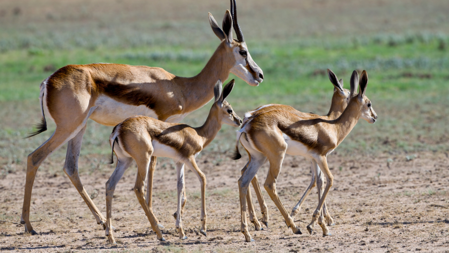 Amazing Springbok Facts: Speed, Survival, and the Secret of Pronking