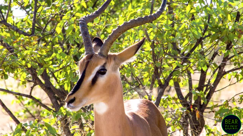 Lesser Springbok Amazing Springbok Facts: Speed, Survival, and the Secret of Pronking