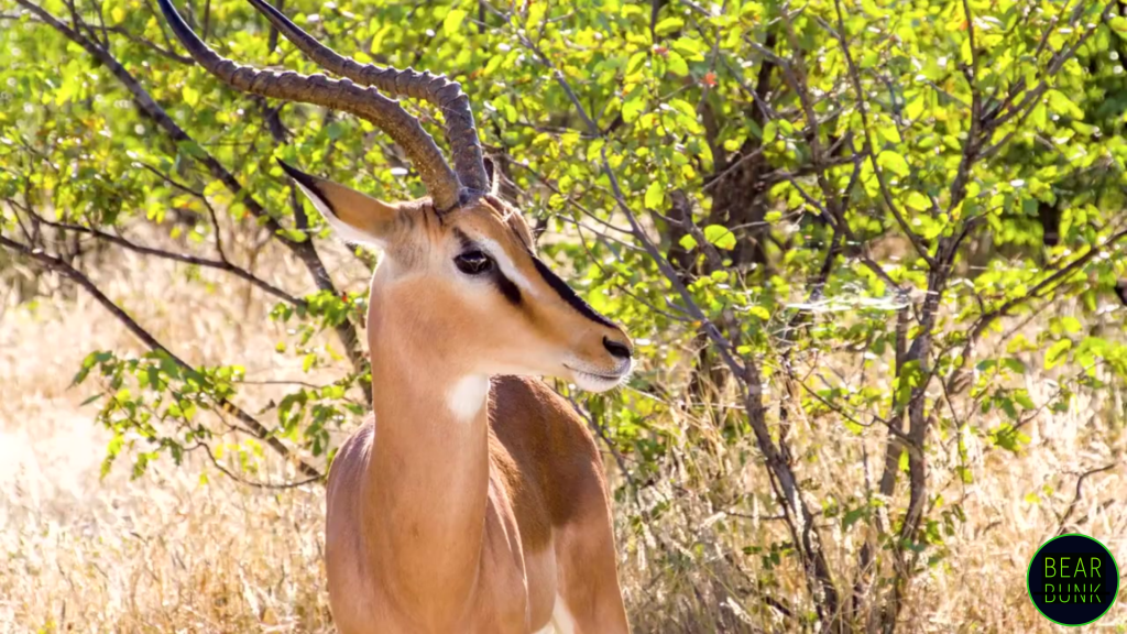 Amazing Springbok Facts: Speed, Survival, and the Secret of Pronking