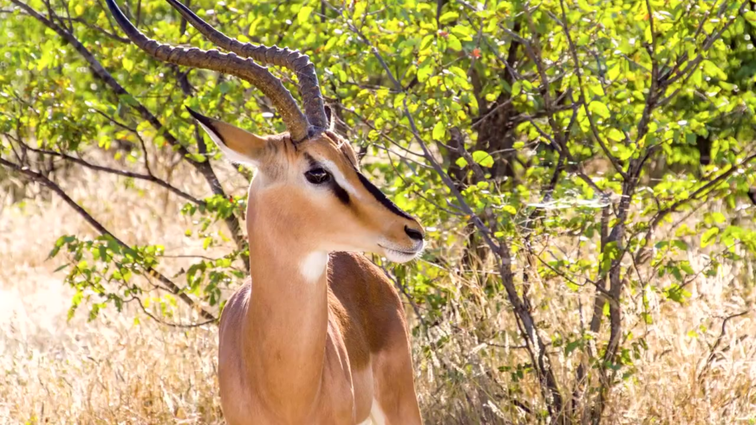 Amazing Springbok Facts: Speed, Survival, and the Secret of Pronking