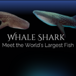 Whale Sharks