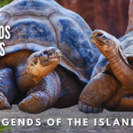 Galápagos Tortoises