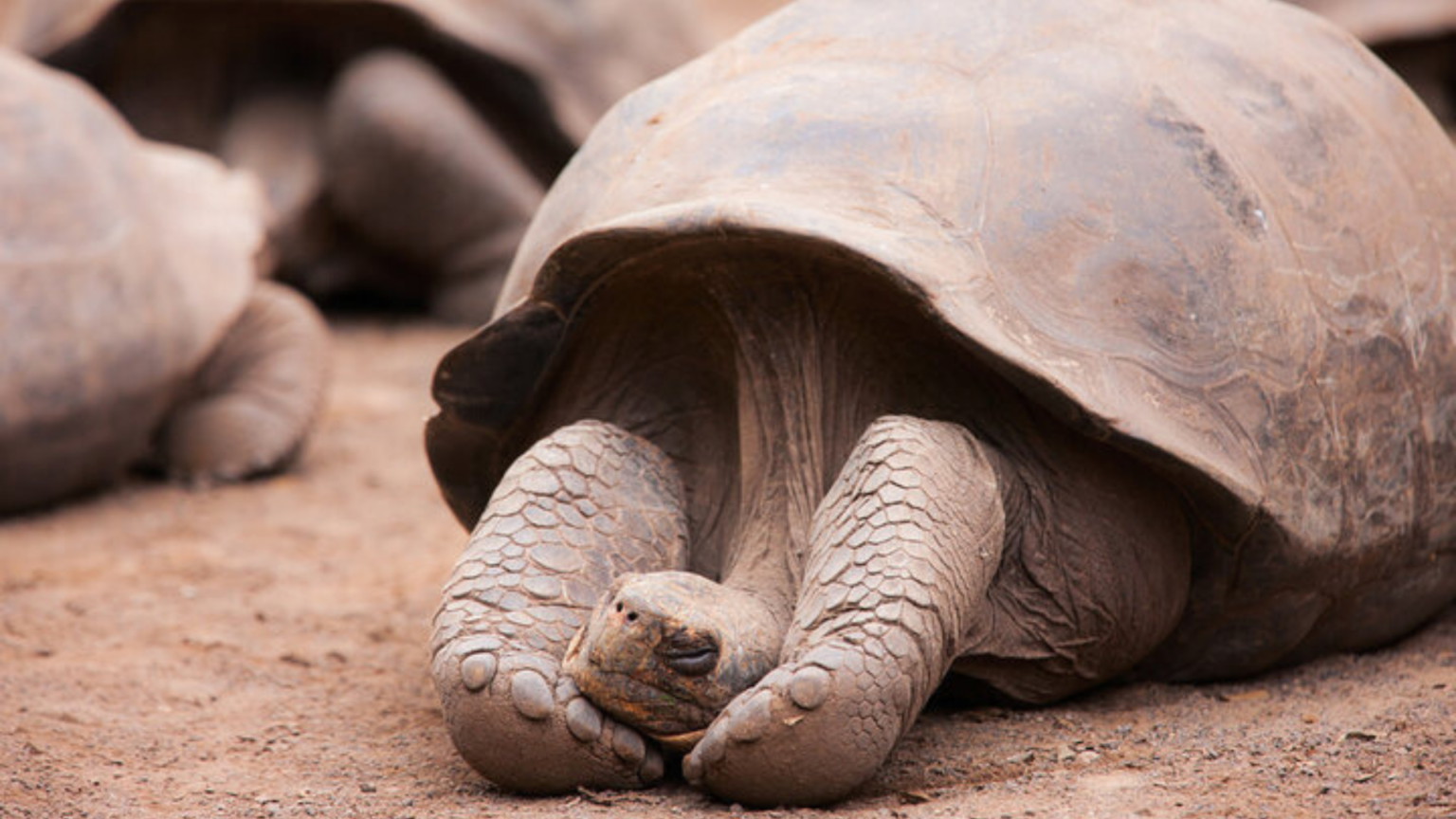 Galápagos Tortoises: Fascinating Facts About These Island Giants