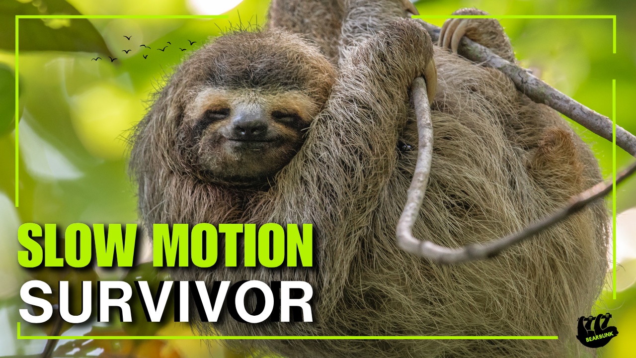 Sloths: Nature’s Chillest Survival Experts