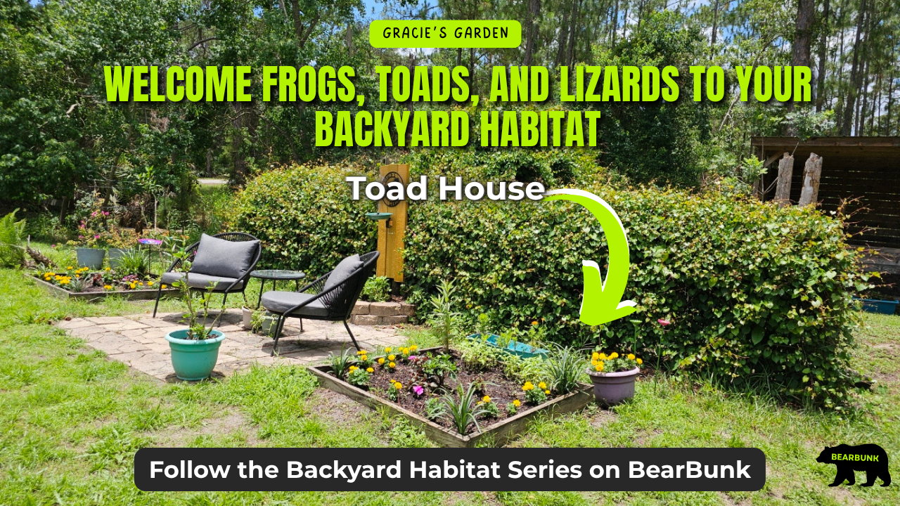 Welcome Frogs, Toads, and Lizards to Your Backyard Habitat