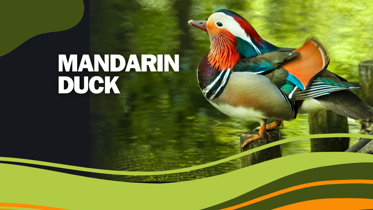 Mandarin Ducks: Nature’s Most Colorful Lovebirds