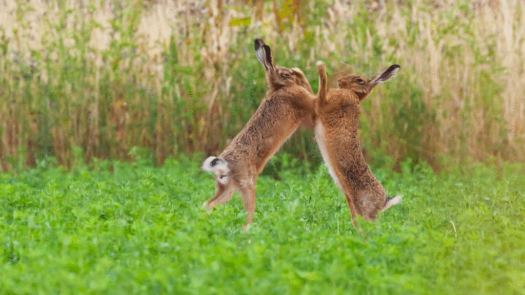 Two Hares boxing.