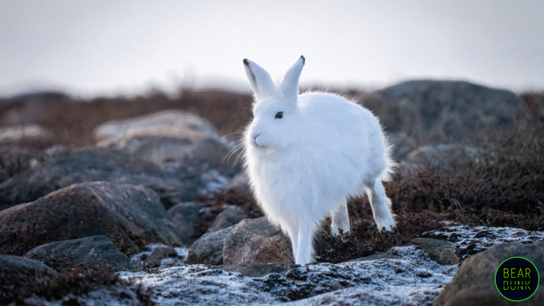 Fast and Furriest: Meet the Fast, Fierce, and Fluffy Legends of the ...