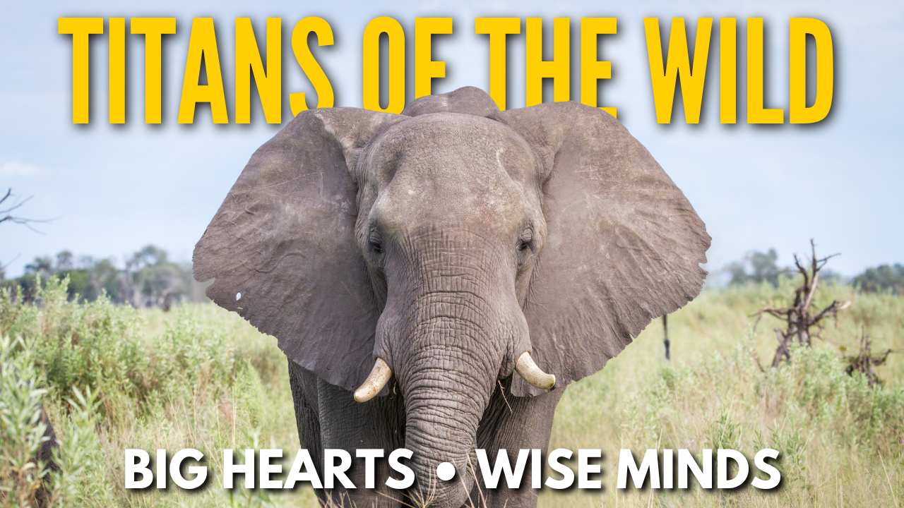 Elephants: Gentle Giants With Big Brains, Big Hearts & Bigger Appetites
