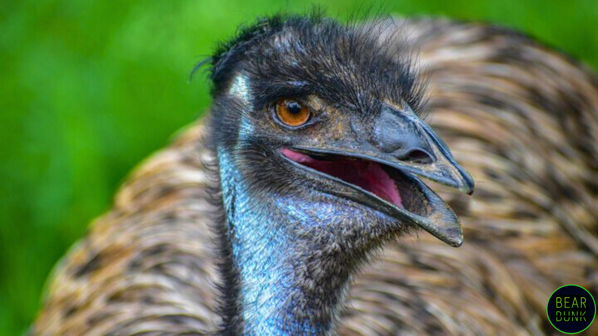 Meet the Emu – Fast, Fierce & Flightless!
