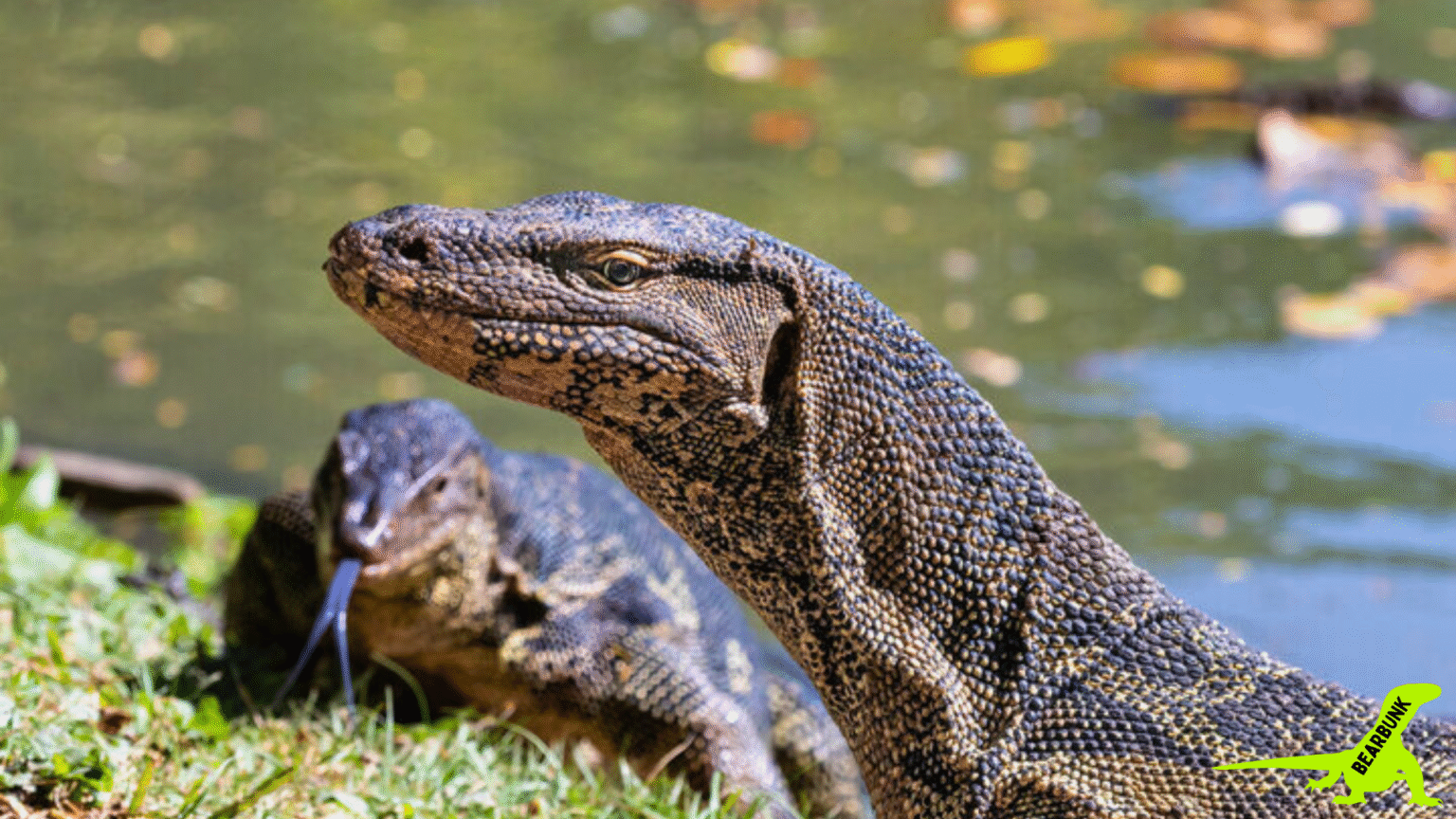 Monitor Lizards – Smart, Strong & Surprising Reptiles | BearBunk