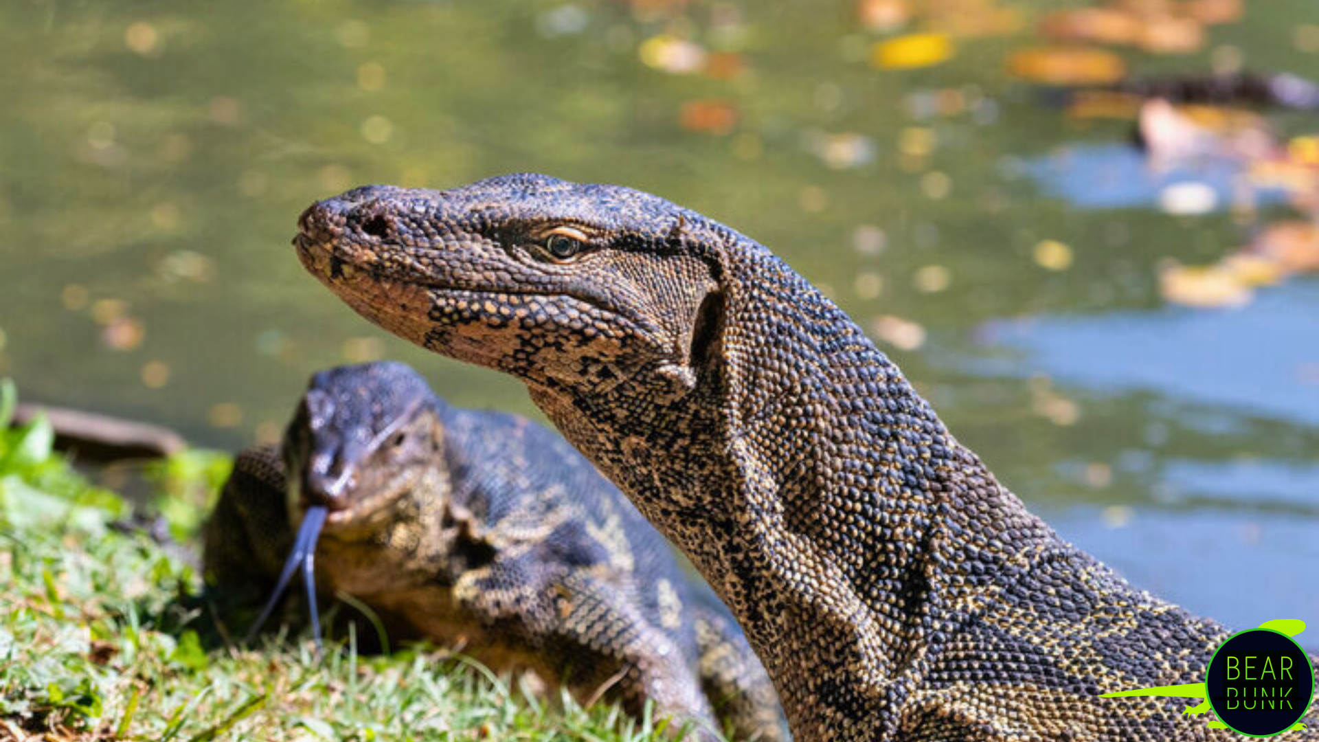 Monitor Lizards – Smart, Strong & Surprising Reptiles | BearBunk