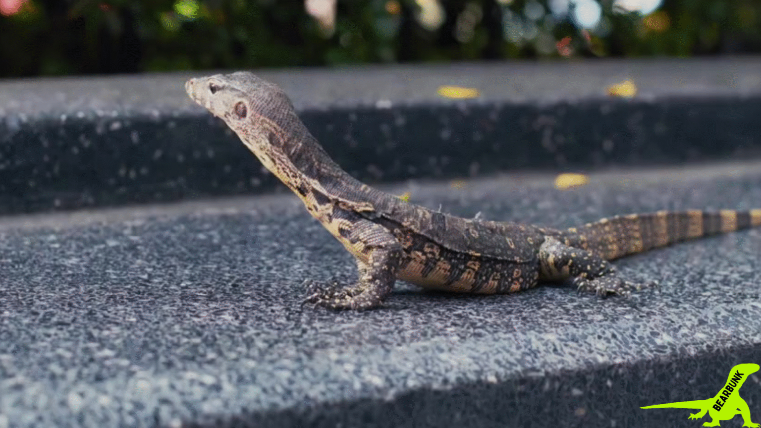 Timer Monitor Lizard Monitor Lizards – Smart, Strong & Surprising Reptiles | BearBunk
