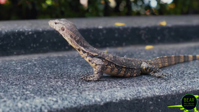 Monitor Lizards Smart Strong Surprising Reptiles Bearbunk