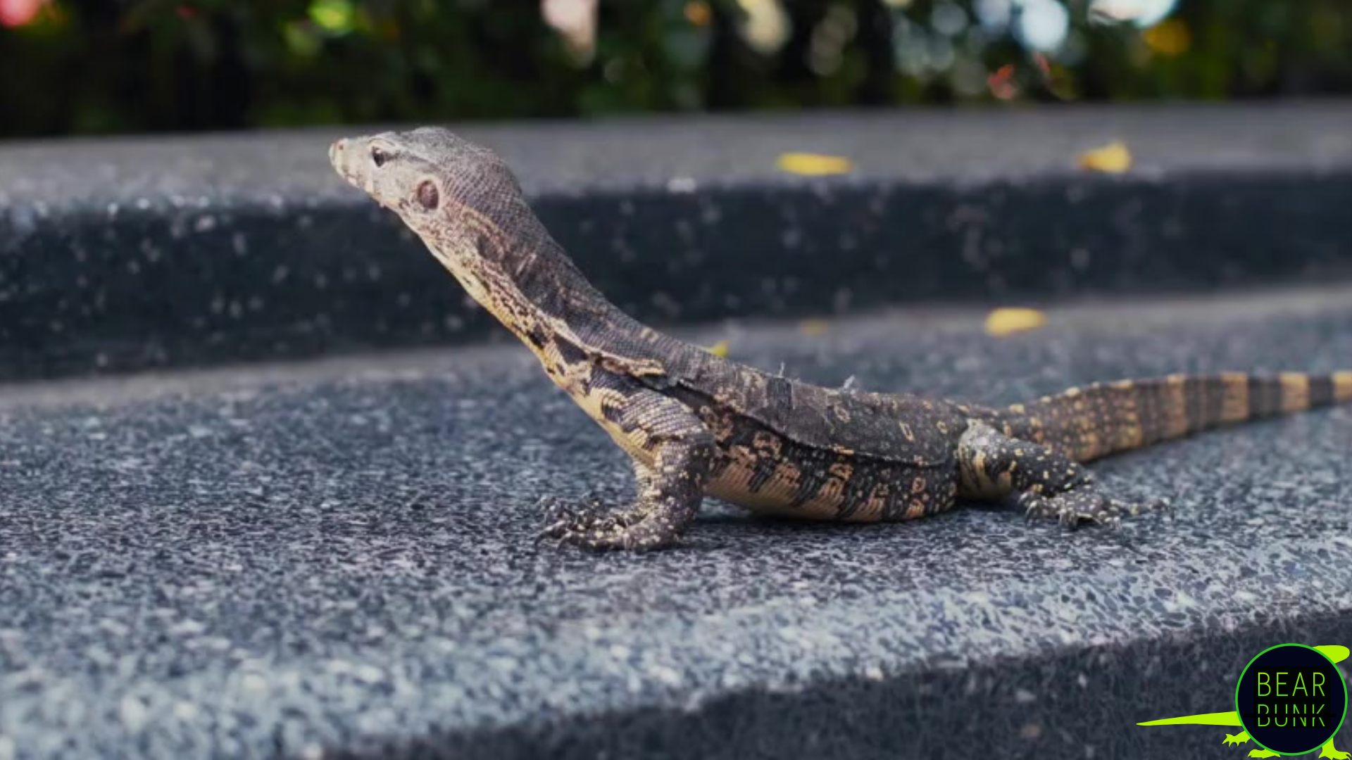 Monitor Lizards – Smart, Strong & Surprising Reptiles | BearBunk