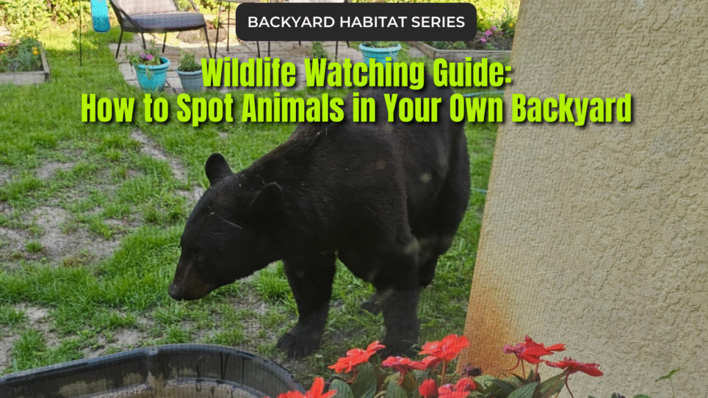 Black Bear by water trough