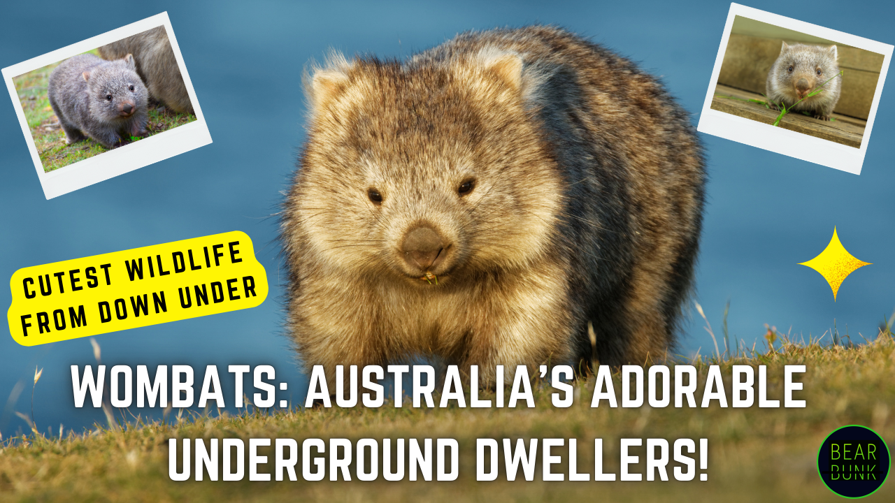 Meet the Wombat – Australia’s Adorable Engineer That Poops Cubes