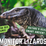 Monitor Lizard Cover with a Monitor lizard head looking left with Monitor Lizard text.
