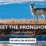 Meet the Pronghorn Blog Cover
