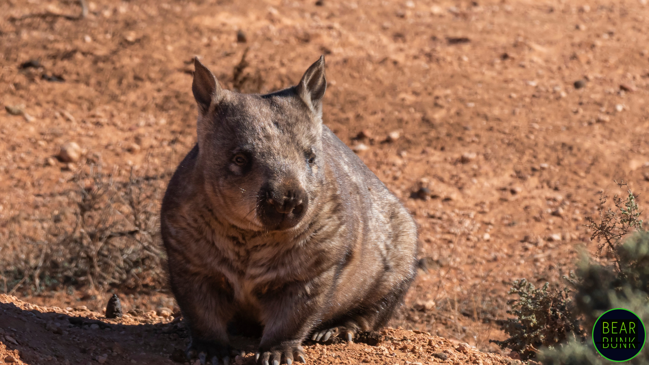 Meet the Wombat – Australia’s Adorable Engineer That Poops Cubes