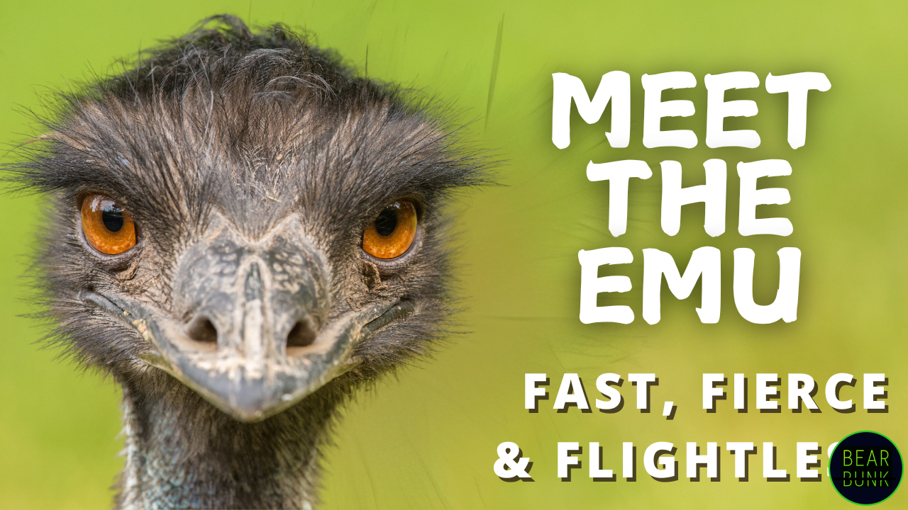 Meet the Emu – Fast, Fierce & Flightless!