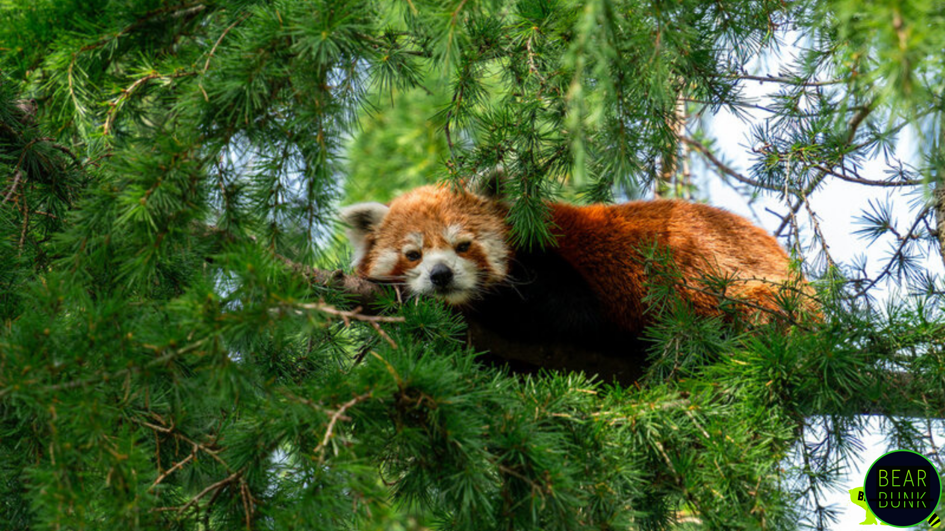 Red Pandas – Fun Facts, Habitat, Diet, and Baby Cubs | BearBunk